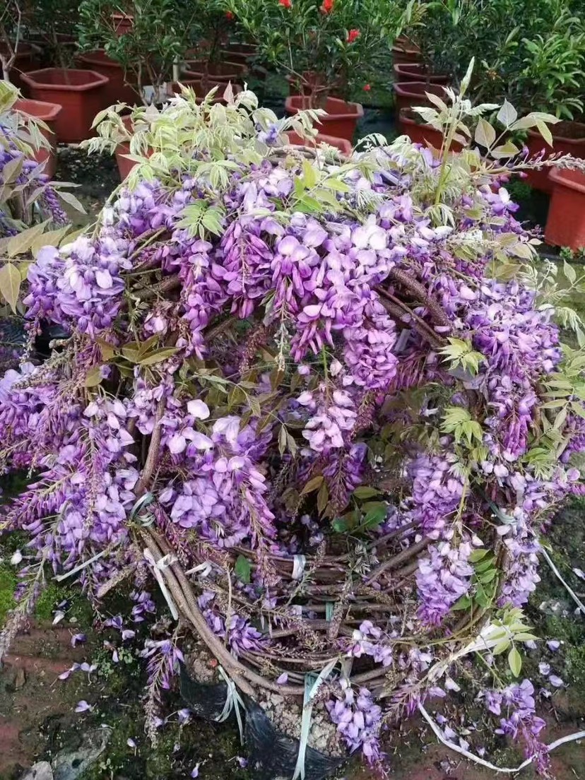 丰花紫藤带花发货袋苗 全国发货 包当年开花 包种活 基地直销