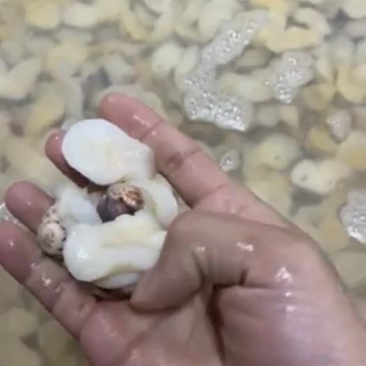 北海鲍鱼螺