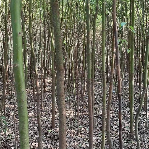 太和县阜阳香樟苗低价出售量大