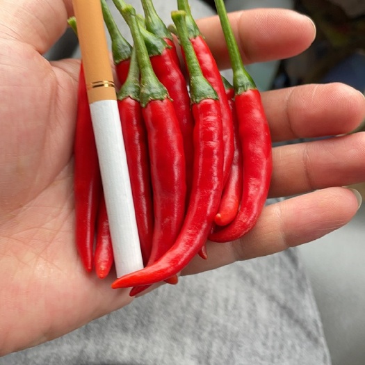 博白县小米椒，