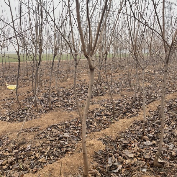 基地直发阳丰甜柿子树，规格2-5公分，苗圃直发，价格便宜