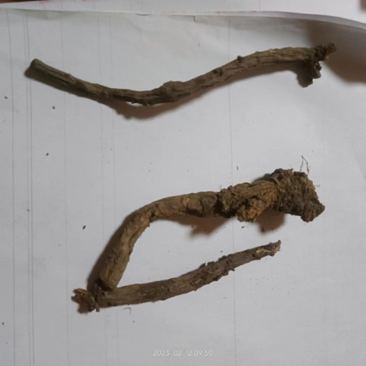 班玛县羌活