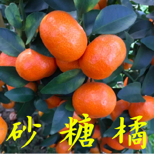 阳朔县【放心购】正品枳壳、酸柑砂糖桔苗，场地直供