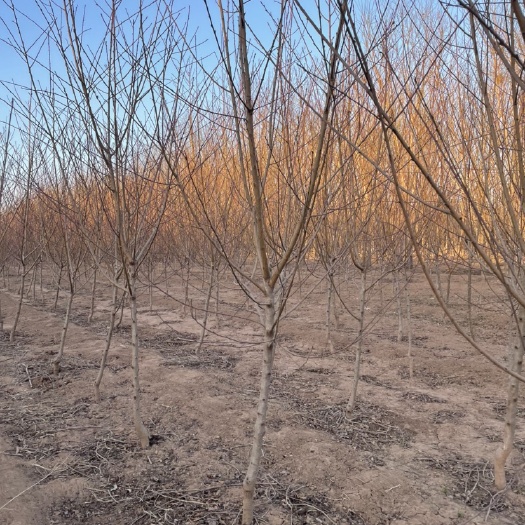 武陟县基地直发3-6公分红叶碧桃量大，数量5000棵，价格便宜