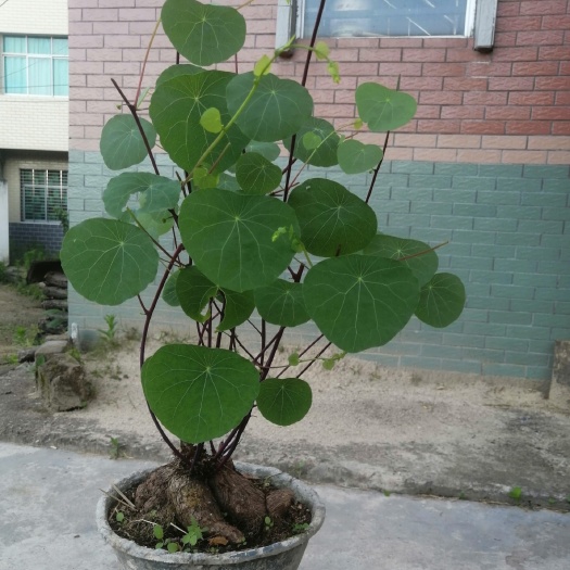 麻城市山乌龟 又叫金线吊乌龟