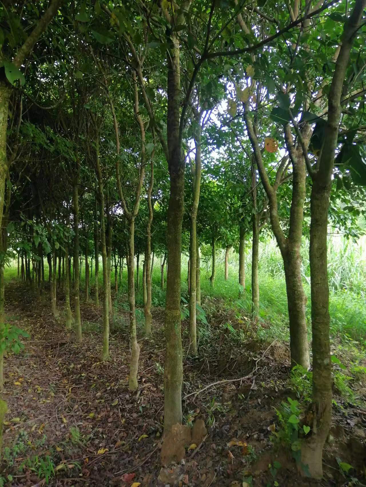 楸树 楸枫树 秋风树原生树