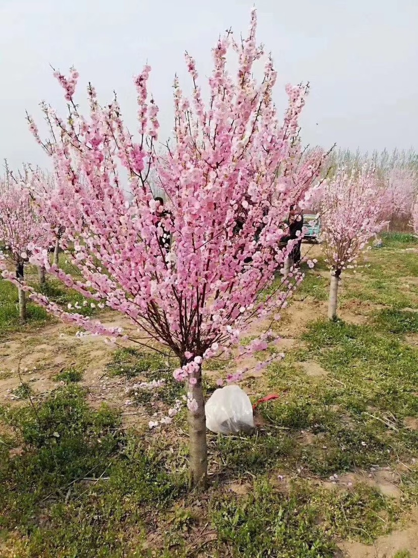 红梅—苗圃低价出售