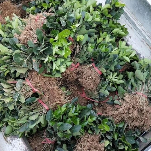 重庆市冬青卫矛小苗