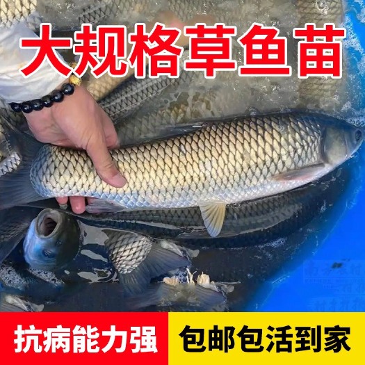 广州草鱼苗小鱼苗10厘米淡水活鱼半斤一斤大养殖20cm公分草鱼鱼