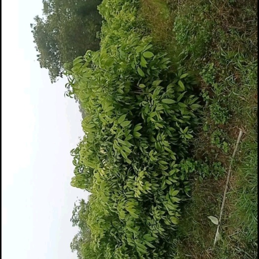 普宁市荔枝直生苗、袋苗，嫁接苗