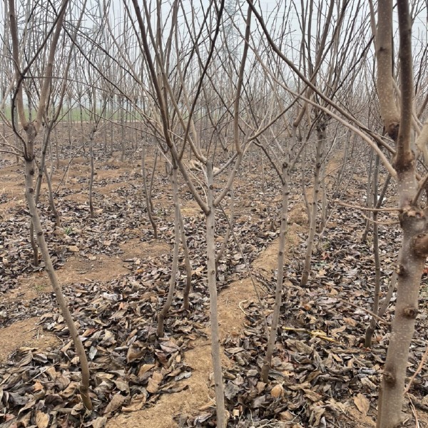 基地直发阳丰甜柿子树，规格2-5公分，苗圃直发，价格便宜