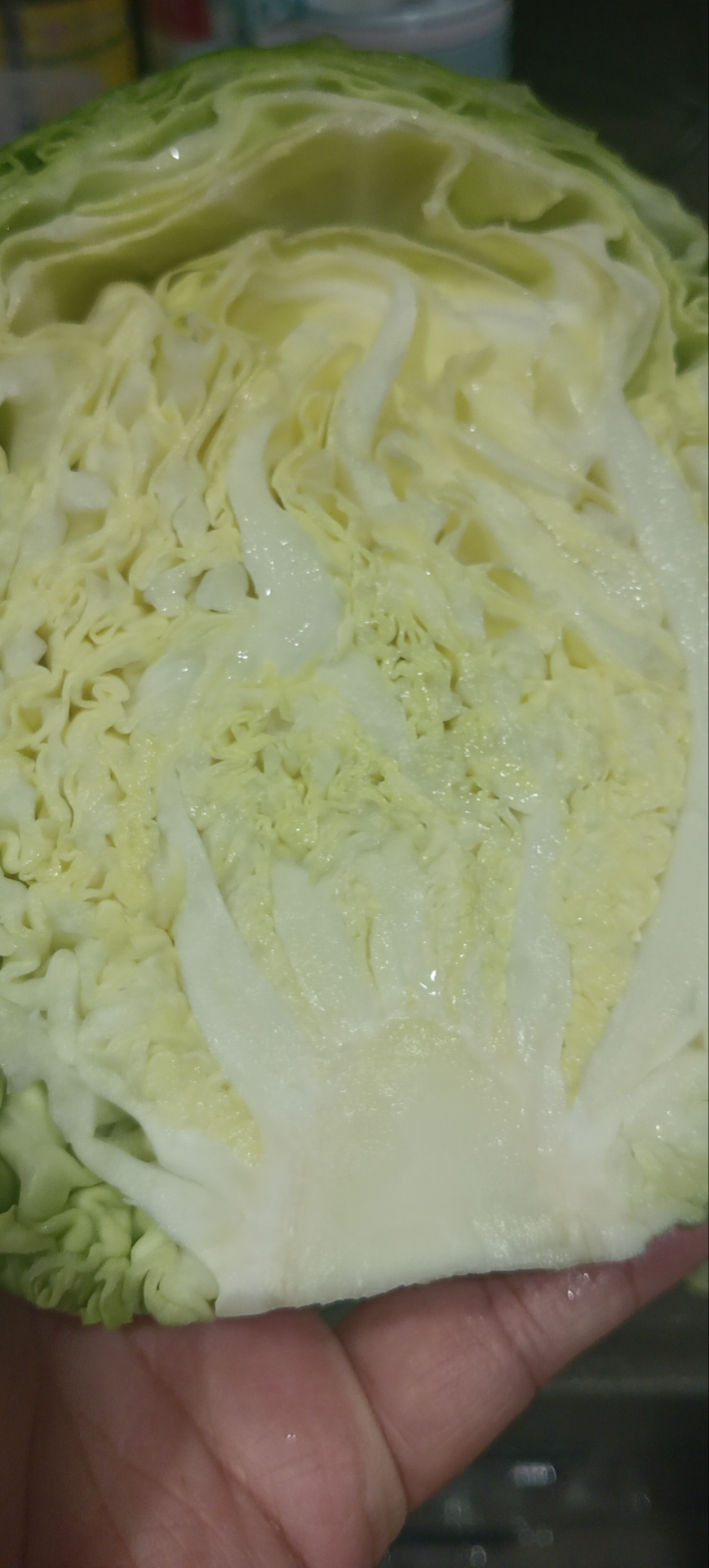 甘蓝