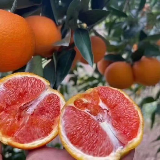 秭归县塔罗科血橙  血橙 中华红橙 红心橙 产地大量上市 一手货源