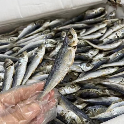 南澳县巴浪鱼干