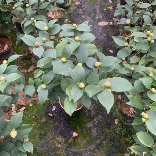 漳平市香妃茶花