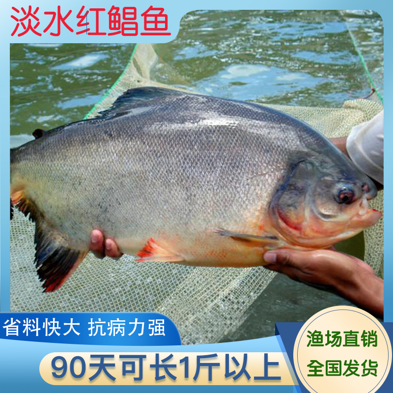 珠海广东鱼场直销淡水白鲳鱼苗红鲳鱼苗快大省料3个月可长1斤以上