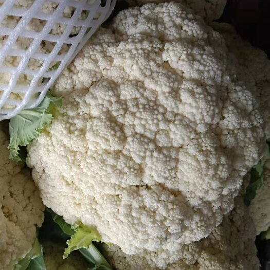 通许县高品质花菜，量大货好，河南，温州代发