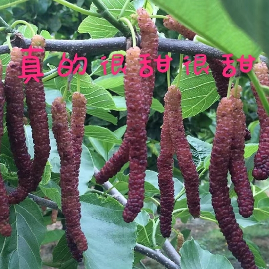 长果桑苗  当年嫁接苗