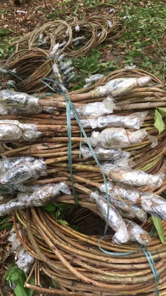 丰花紫藤带花发货袋苗 全国发货 包当年开花 包种活 基地直销