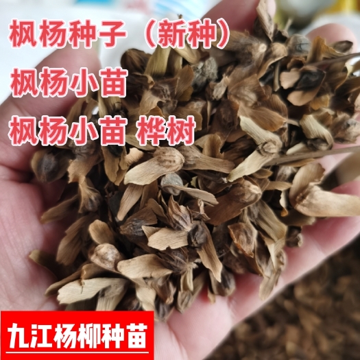 今年新采枫杨树种子别名麻柳蜈蚣柳枫柳皮杨树种子大叶柳种籽包邮