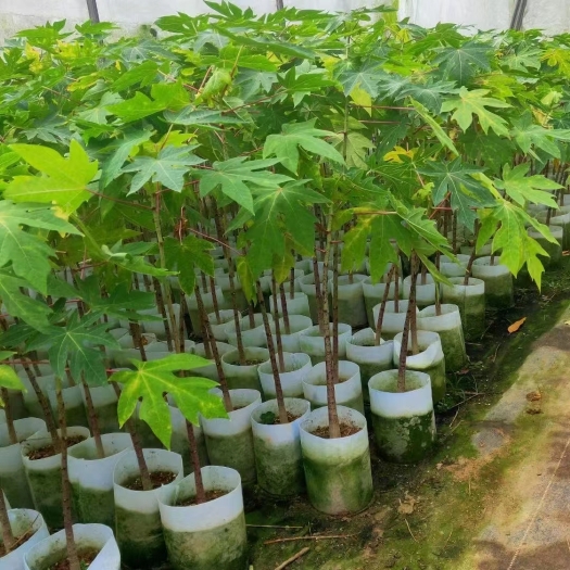 灵山县各种品种木瓜树苗