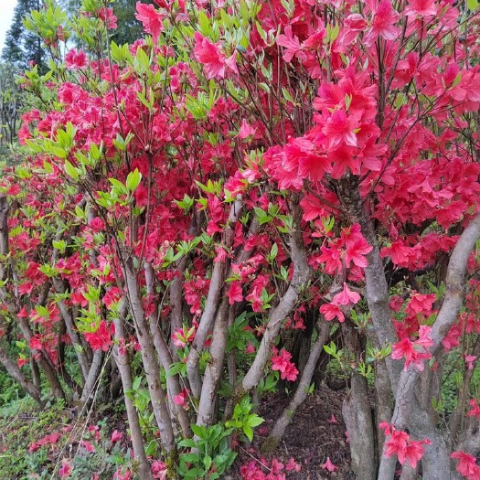 隆回县映山红
