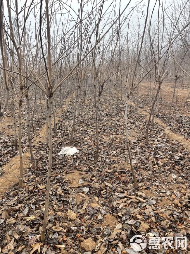 基地直发阳丰甜柿子树，规格2-5公分，苗圃直发，价格便宜