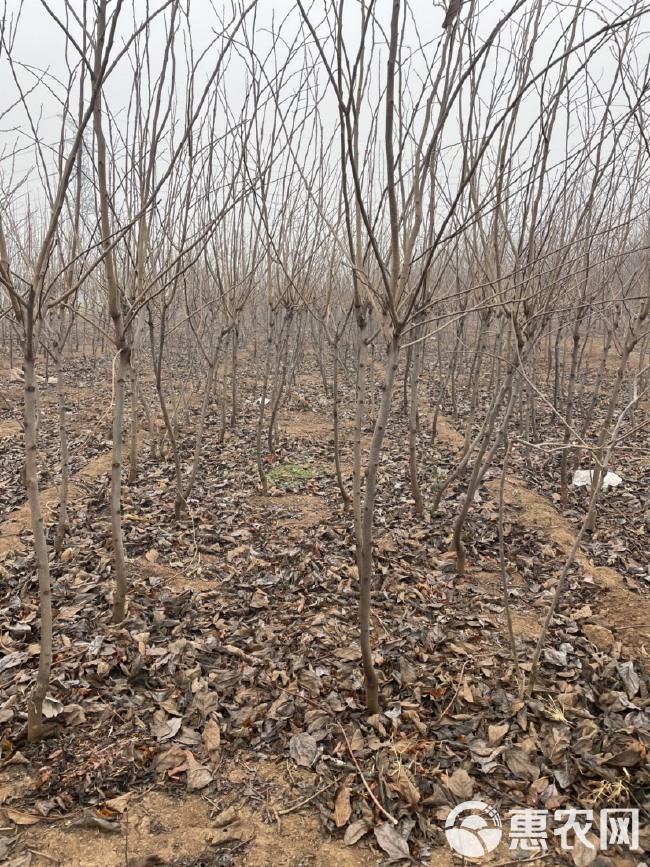 基地直发阳丰甜柿子树，规格2-5公分，苗圃直发，价格便宜