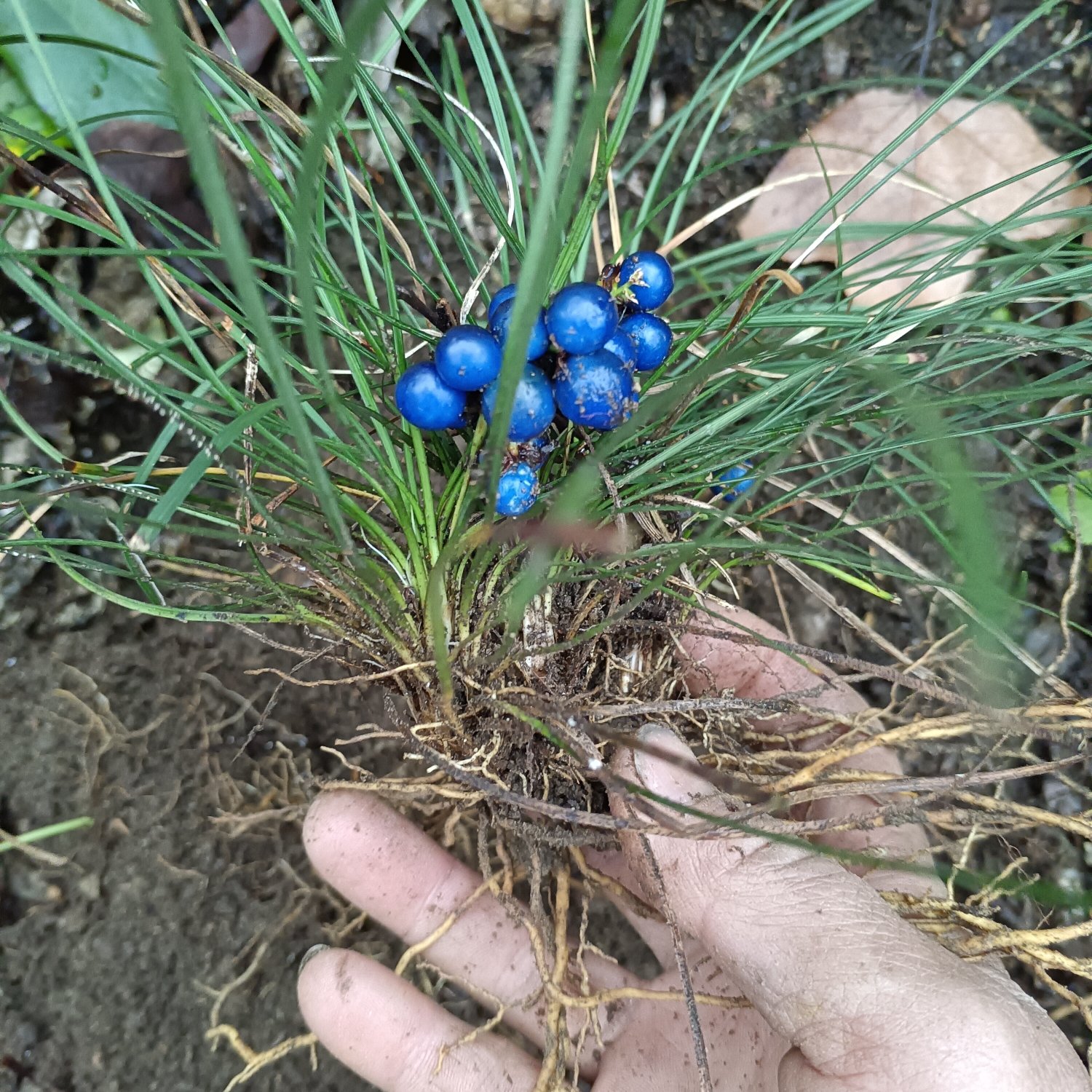 麻城市麦冬  大别山也生麦冬