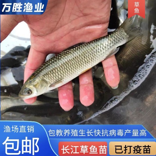 广州优质草鱼苗皖鱼苗抗病草鱼苗四大家鱼苗食草鱼淡水鱼苗