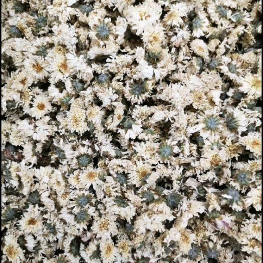菊花 北京朵菊 干度大 没有杂朵