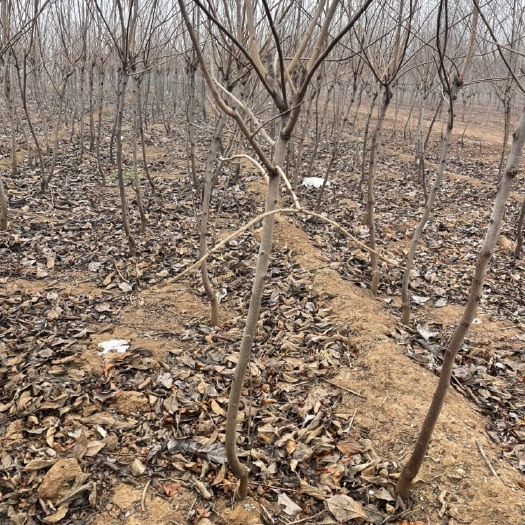 武陟县基地直发阳丰甜柿子树，规格2-5公分，苗圃直发，价格便宜