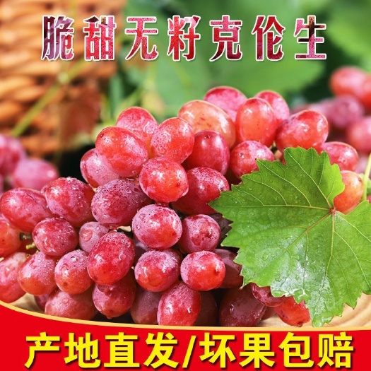 渭南无籽克伦生红提子当季新鲜水果整箱批发价冰美人葡萄批发零售的来