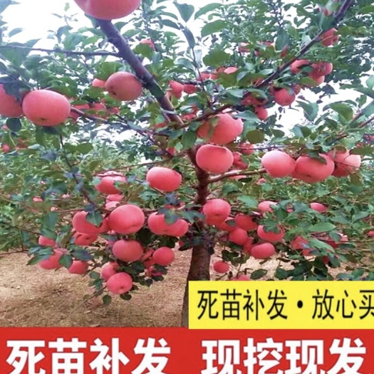 武陟县苹果树苗嫁接苹果树盆栽地栽阳台庭院种植当年结果死苗补发