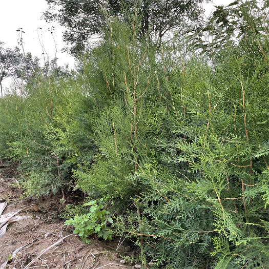 绛县1-2-3年生侧柏苗产地+批发+价格 侧柏苗高度不同价格不同