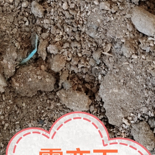 霉变下地豆粕