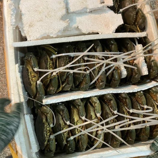 红膏蟹满膏生猛鲜活，净重扣子绑包航空物流运费