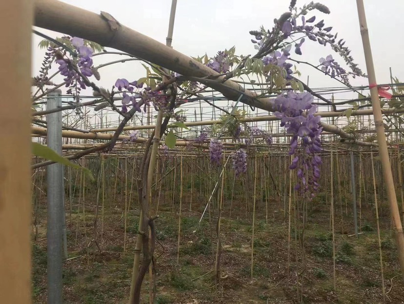 丰花紫藤带花发货袋苗 全国发货 包当年开花 包种活 基地直销