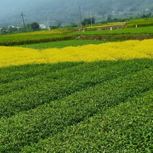 福安市龙井43号国家培育基地培植直供量大从优庭院园林南门种植茶