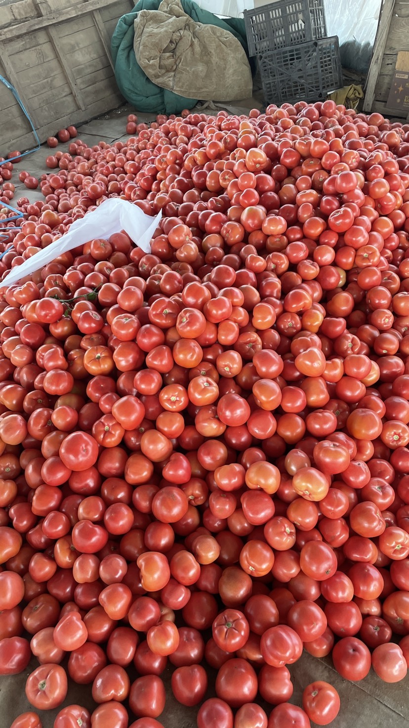 费县临沂费县硬粉西红柿 番茄质量好 价格低 产地基地大量上市