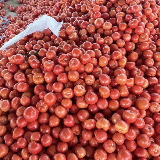 临沂费县硬粉西红柿 番茄质量好 价格低 产地基地大量上市