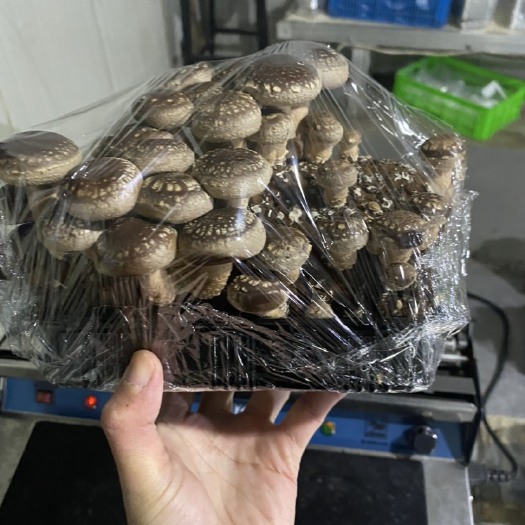 上海活体香菇