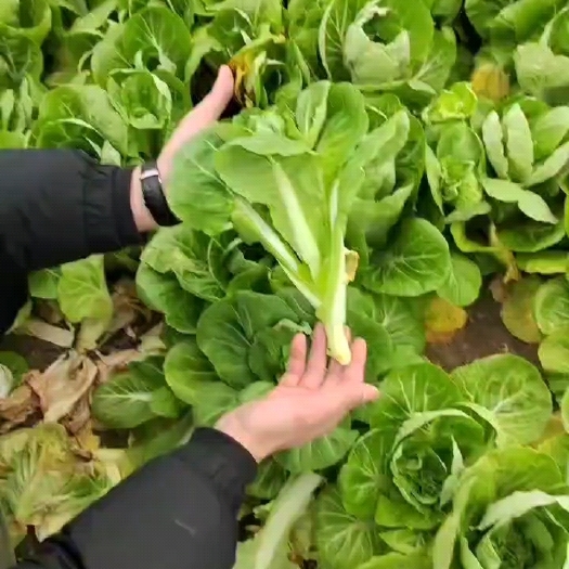 太和县精品白菜苔