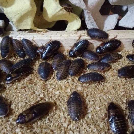景县杜比亚蟑螂，活体爬宠饲料，蜥蜴，金龙鱼，海龟等，