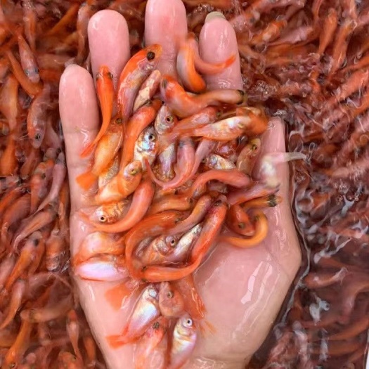 南宁红罗非鱼，豹纹红罗非鱼苗，彩虹鲷红罗非鱼苗，鱼塘直销常年供应
