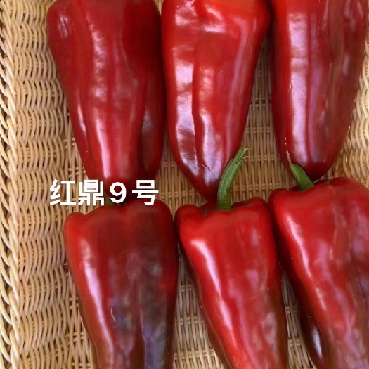 甜杂种子红鼎9号6号甜椒种子，红果泡椒种子