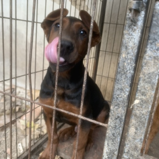 宿州苏联红犬