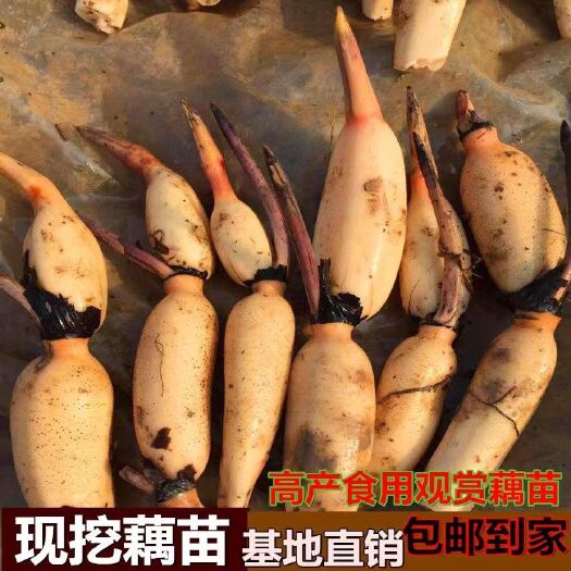 平邑县鄂莲9号藕种 鄂莲9号巨无霸食用莲藕种苗炒吃脆煲汤粉藕大型