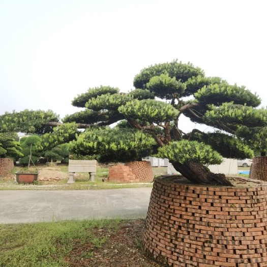 佛山成熟矮霸造型罗汉松