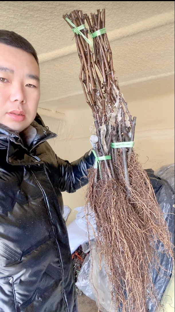 兴城市阳光玫瑰嫁接苗